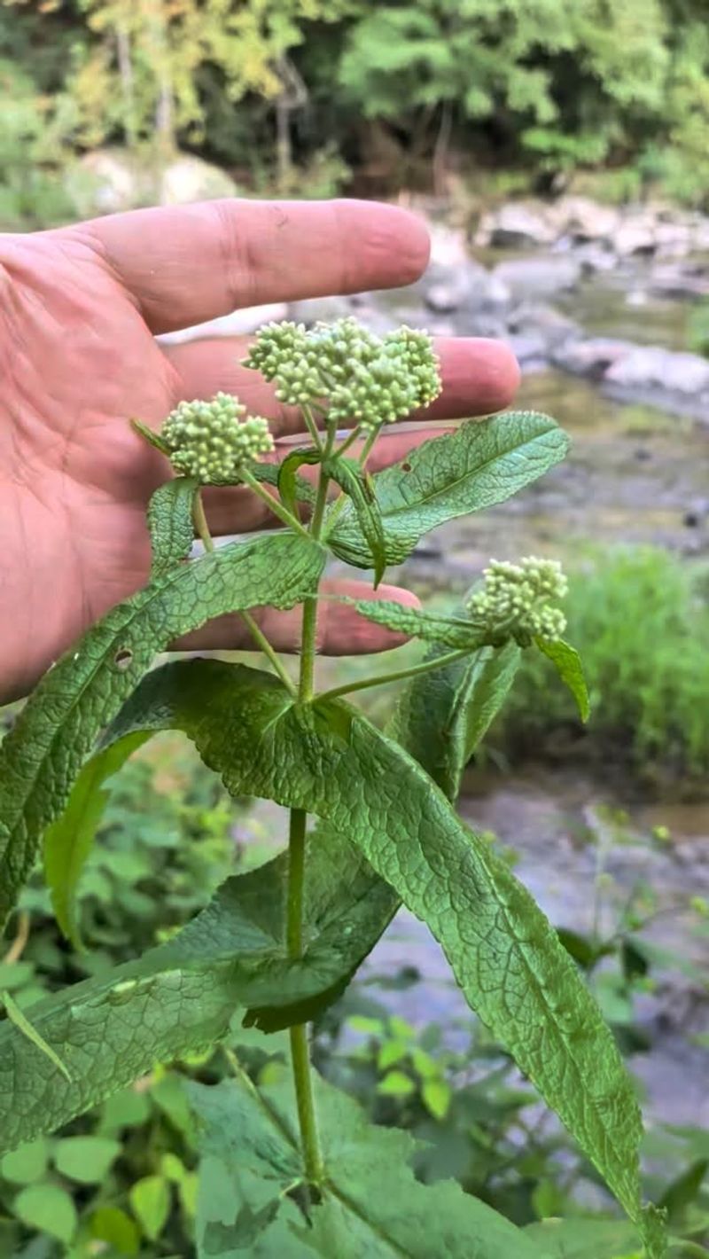 Give Boneset Enough Moisture
