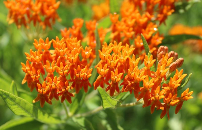 Give Butterfly Weed The Lean Sunny Ground Give Butterfly Weed The Lean Sunny Ground