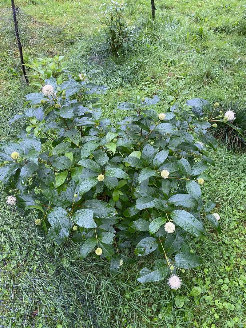 Give Buttonbush The Wettest Ground
