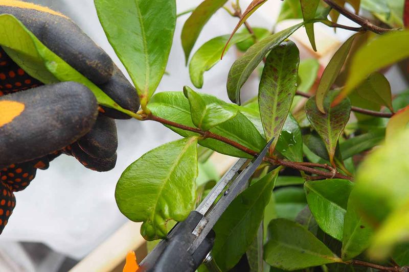 Give Confederate Jasmine A Light Trim After Flowering Give Confederate Jasmine A Light Trim After Flowering