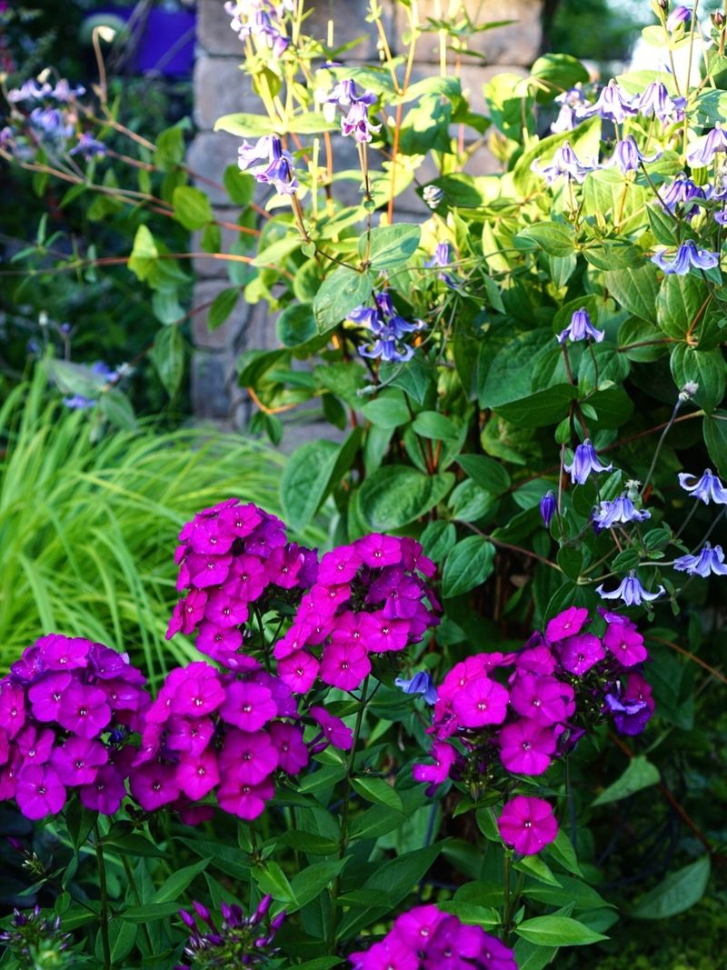 Give Crowded Phlox More Air