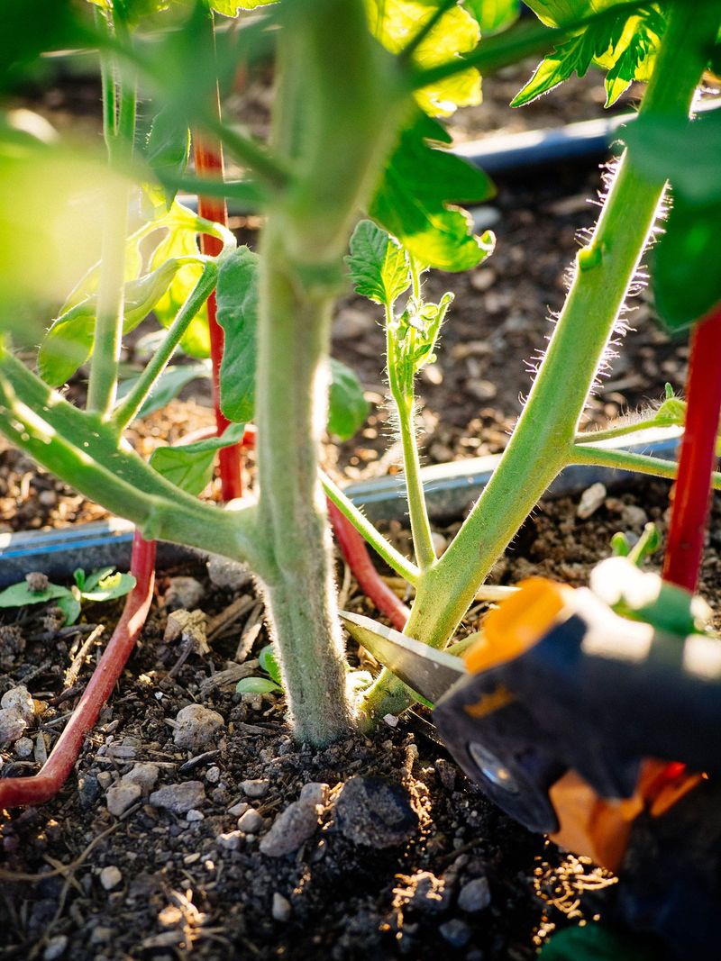 Give Crowded Plants Better Airflow
