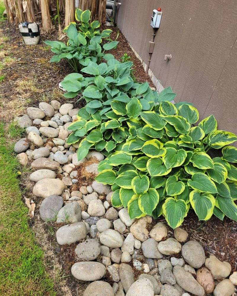 Give Crowded Plants More Air Movement Give Crowded Plants More Air Movement