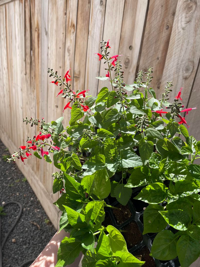 Give Crowded Plants More Airflow