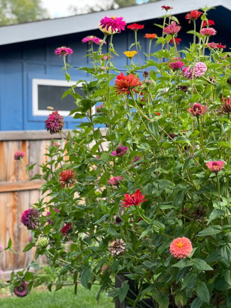 Give Crowded Zinnias More Breathing Room