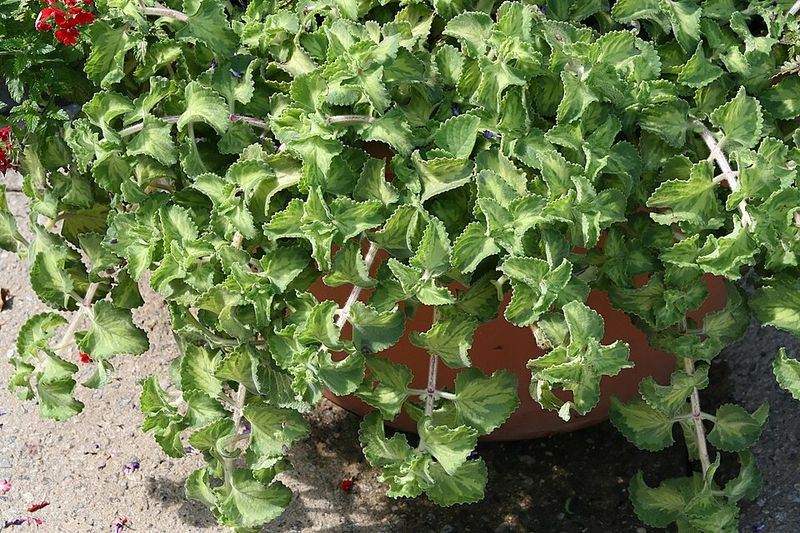 Give Cuban Oregano A Bold Velvet Finish