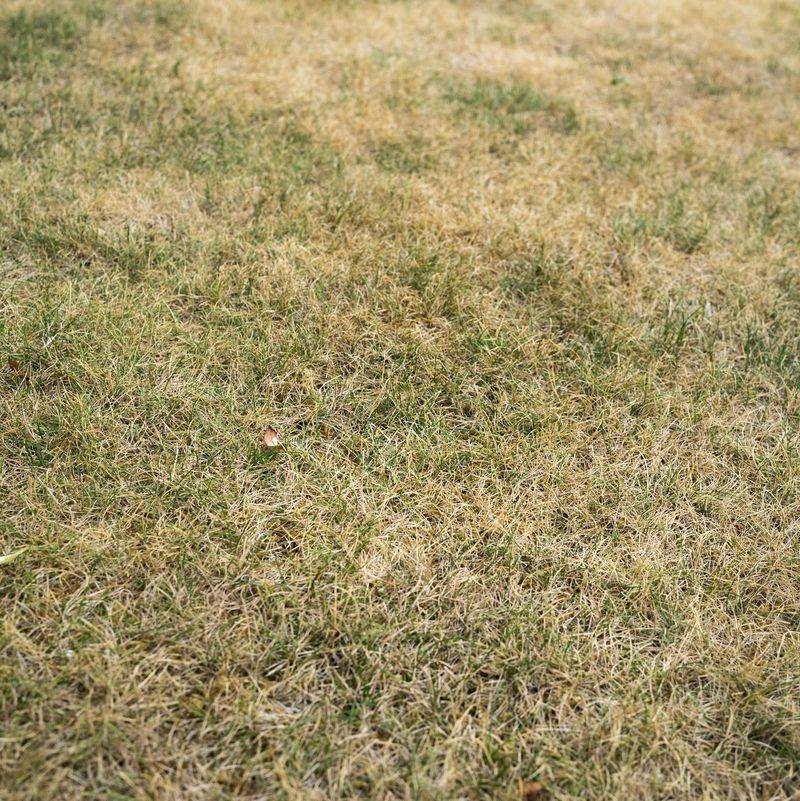 Give Dormant Grass Survival Water Give Dormant Grass Survival Water