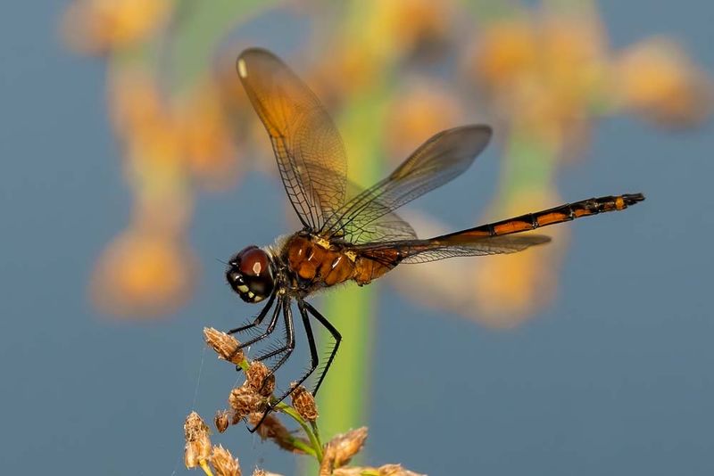 Give Dragonfly Nymphs Places To Hide
