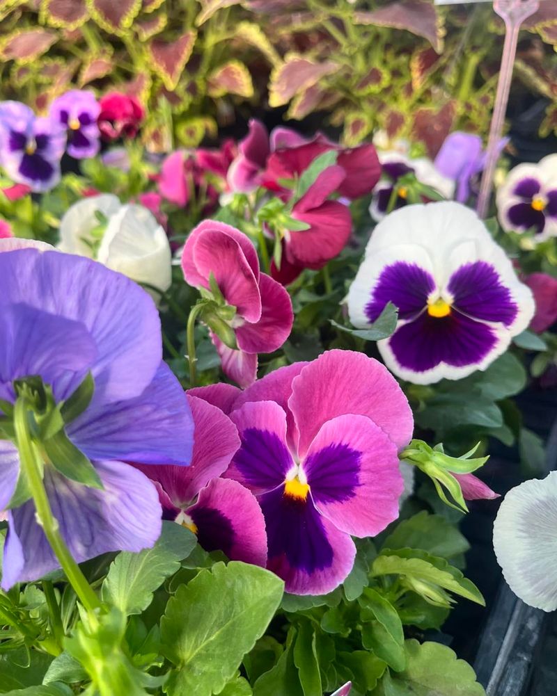 Give Each Plant Enough Room To Grow Give Each Plant Enough Room To Grow