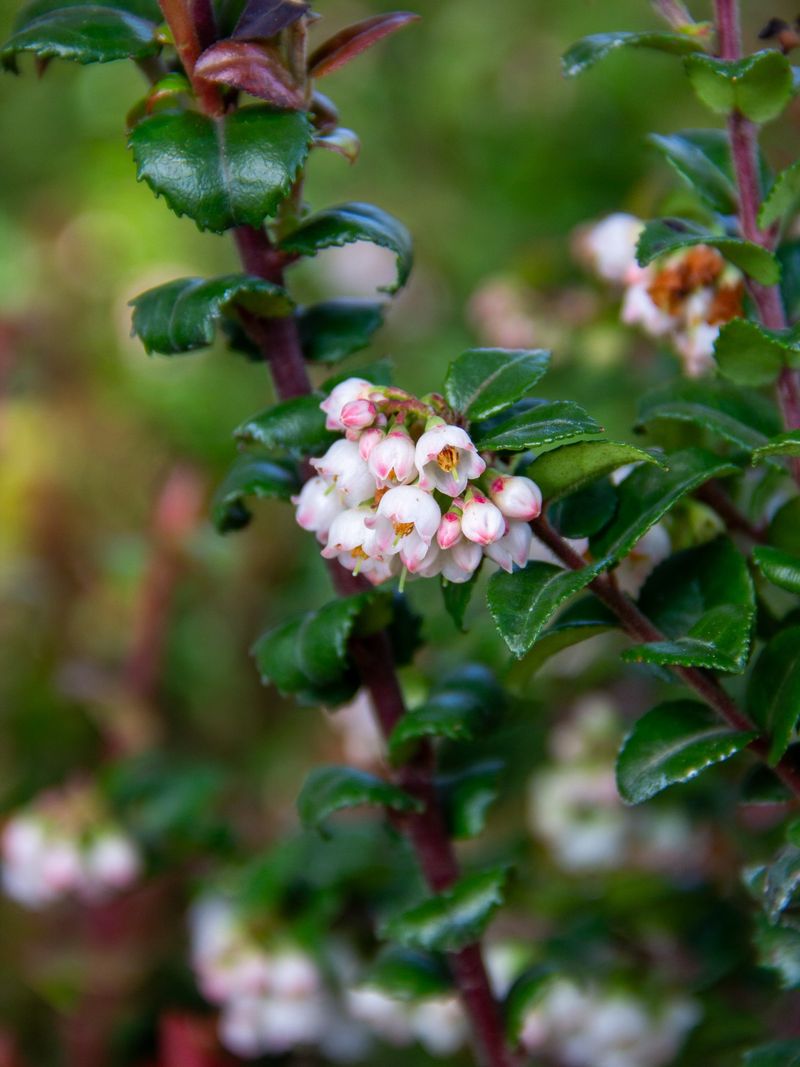 Give Evergreen Huckleberry Room To Fill Out Give Evergreen Huckleberry Room To Fill Out