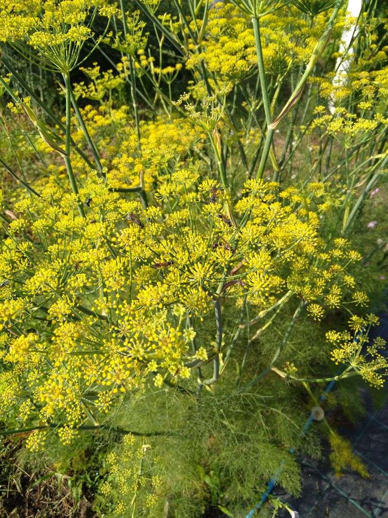 Give Fennel Room To Flower Give Fennel Room To Flower