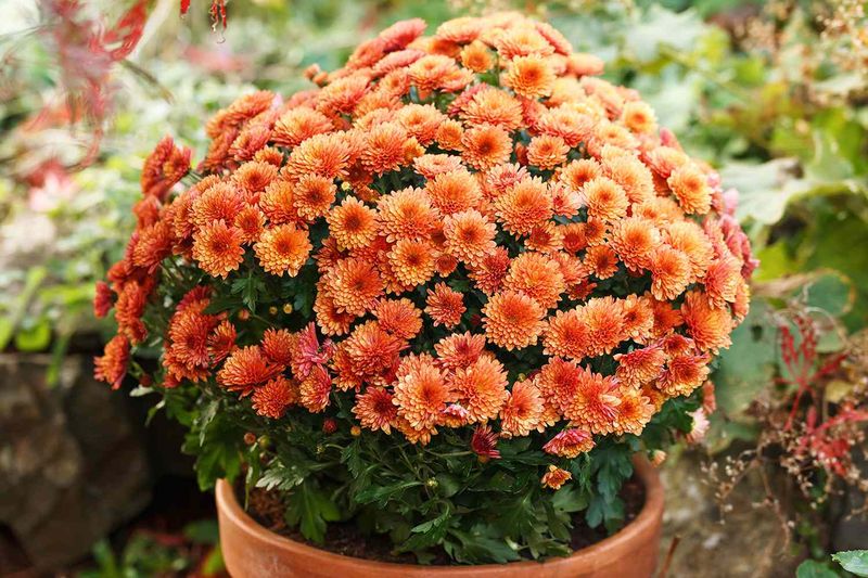Give Flower Buds Time To Develop Give Flower Buds Time To Develop