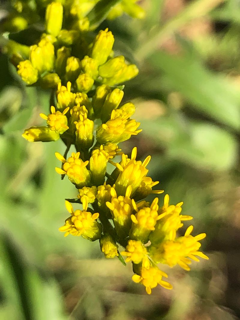 Give Gray Goldenrod The Dry Gravel Edge Give Gray Goldenrod The Dry Gravel Edge