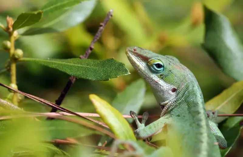 Give Green Anoles More Shrubs And Small Trees To Climb