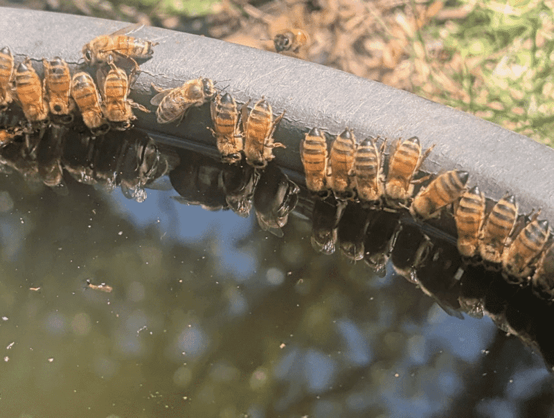 Give Honeybees A Safe Place To Drink Give Honeybees A Safe Place To Drink