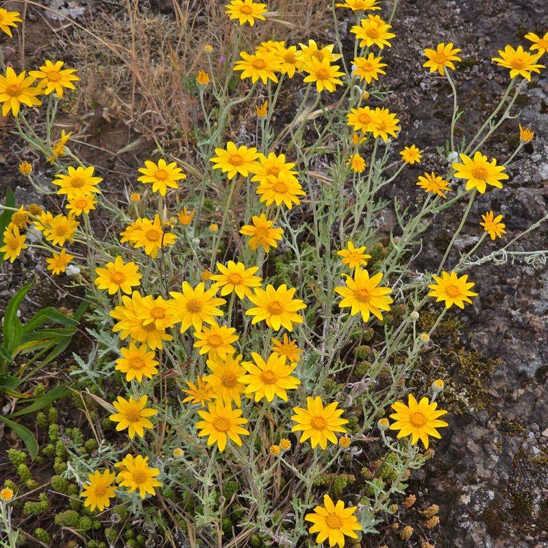 Give It Full Sun And Lean Soil Give It Full Sun And Lean Soil