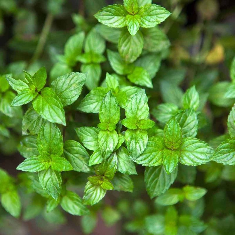 Give It Plenty Of Sun And Well Drained Soil Give It Plenty Of Sun And Well Drained Soil