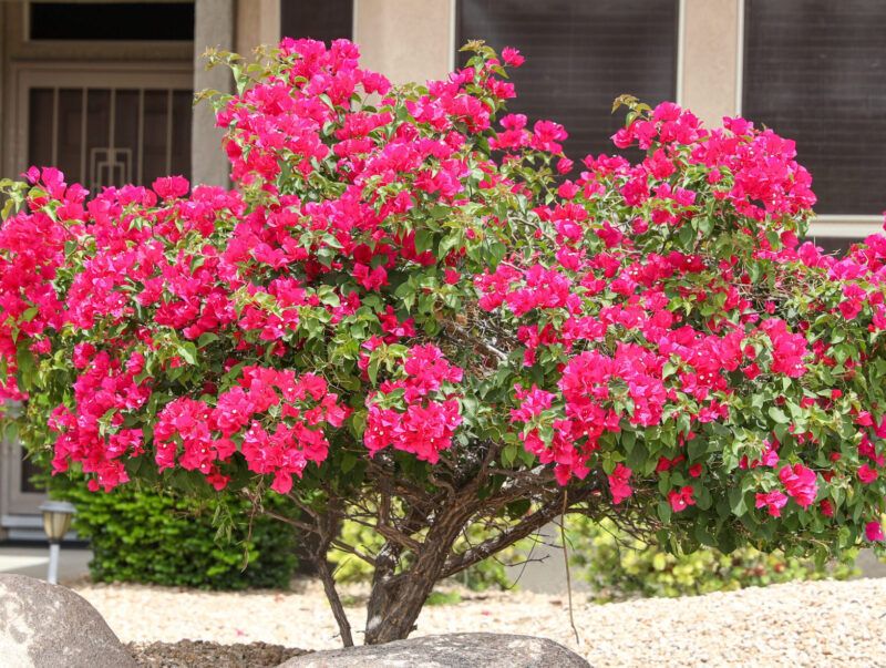 Give It Plenty Of Sun For Better Flowering Give It Plenty Of Sun For Better Flowering