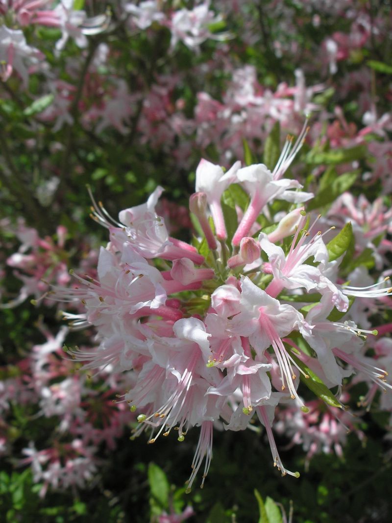 Give It Room To Form A Full Shrub Give It Room To Form A Full Shrub