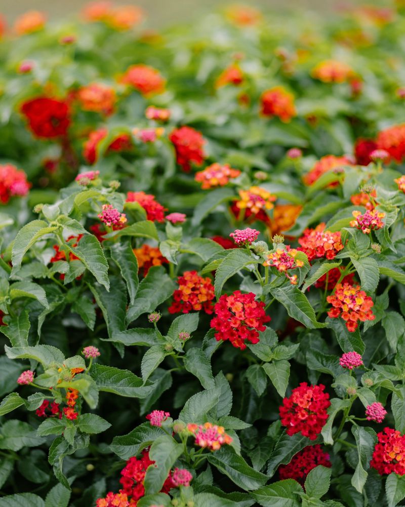 Give Lantana The Brightest Porch Spot