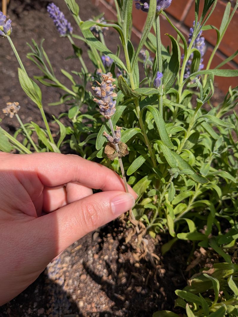 Give Lavender A Light Trim After Flowering