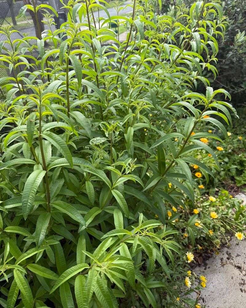 Give Lemon Verbena Afternoon Relief Give Lemon Verbena Afternoon Relief