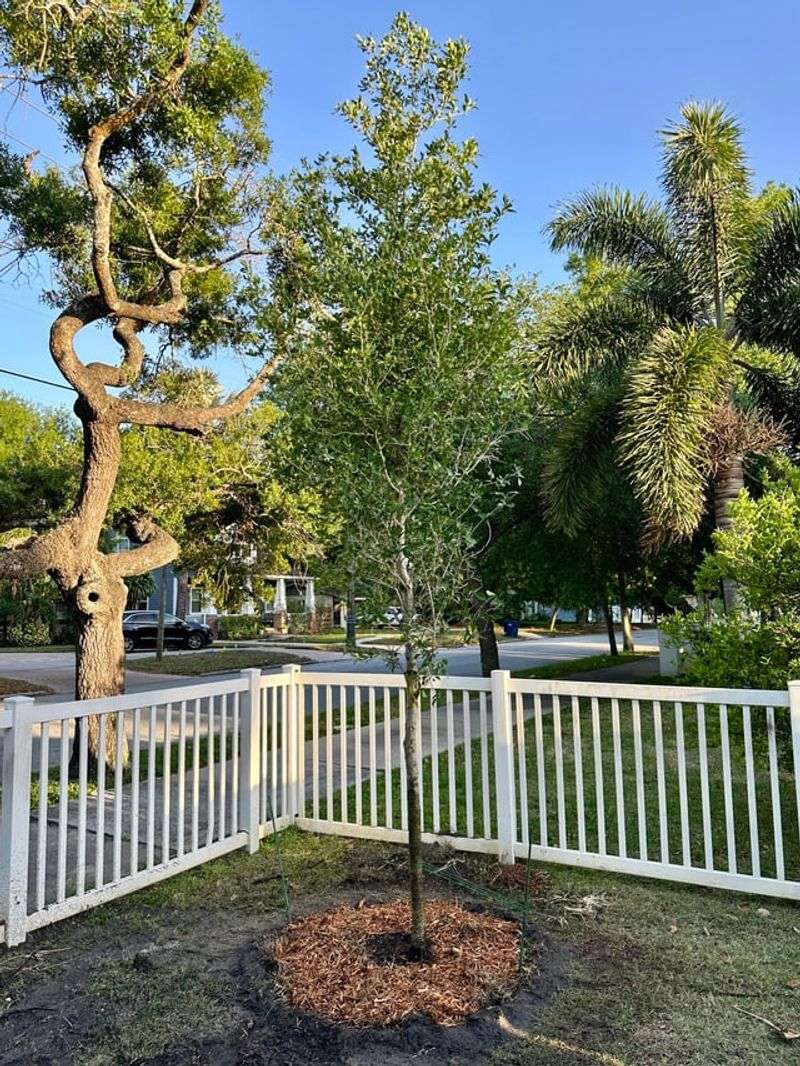 Give Live Oak Plenty Of Breathing Room Give Live Oak Plenty Of Breathing Room