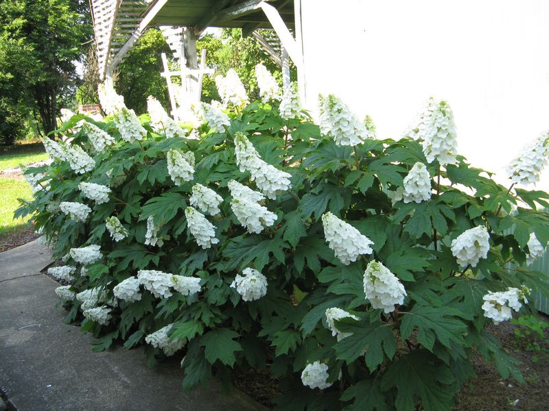 Give Mature Shrubs Room Beyond The Foundation