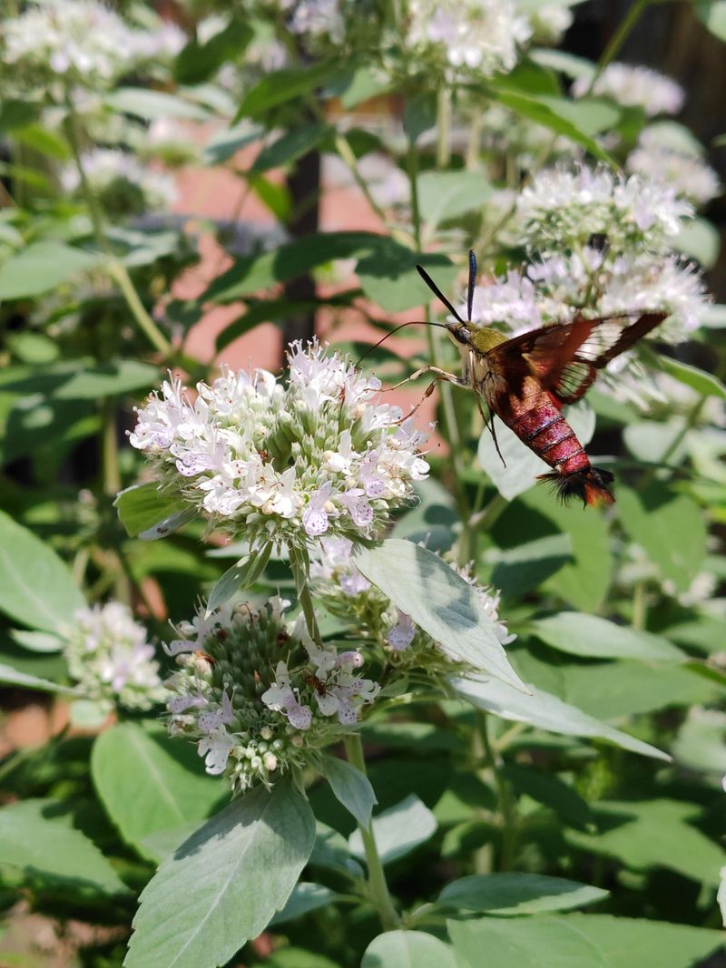 Give Mountain Mint Room To Spread Into A Deer-Resistant Patch