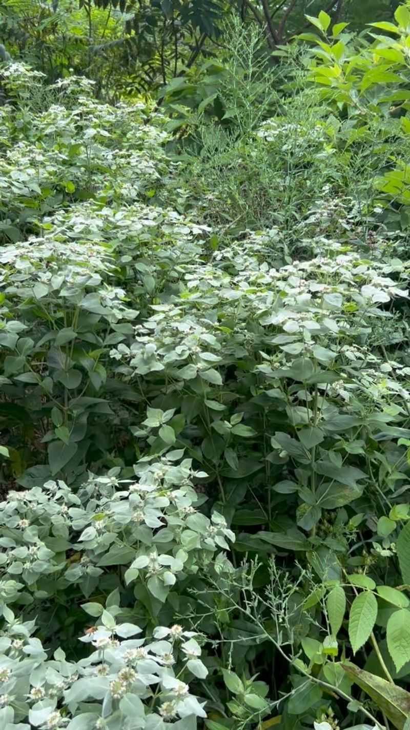 Give Mountain Mint Room To Spread Give Mountain Mint Room To Spread