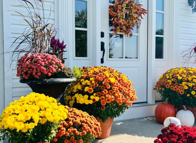 Give Mums Plenty Of Fall Sun
