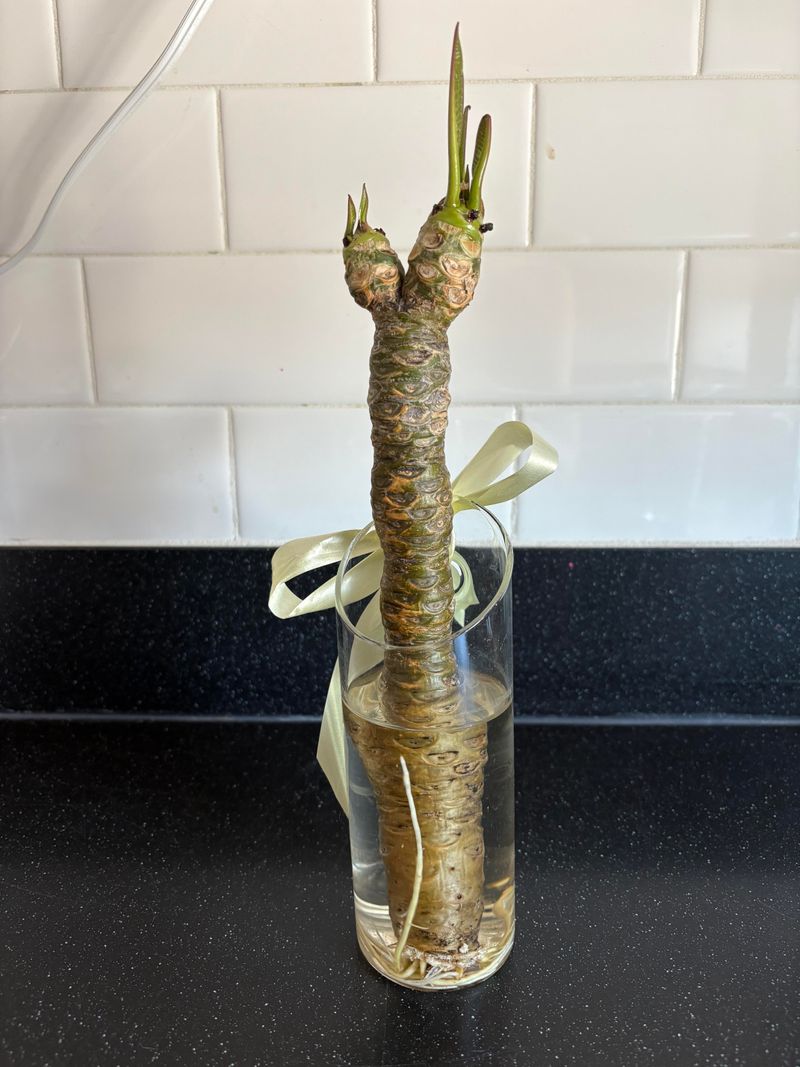 Give New Cuttings A Head Start Before Winter