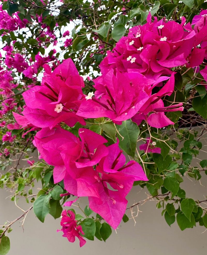 Give New Growth Enough Room To Spread Give New Growth Enough Room To Spread
