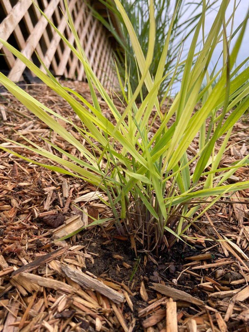 Give New Plants Time To Establish Give New Plants Time To Establish