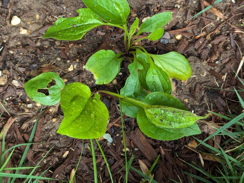 Give New Seedlings Room To Take Hold