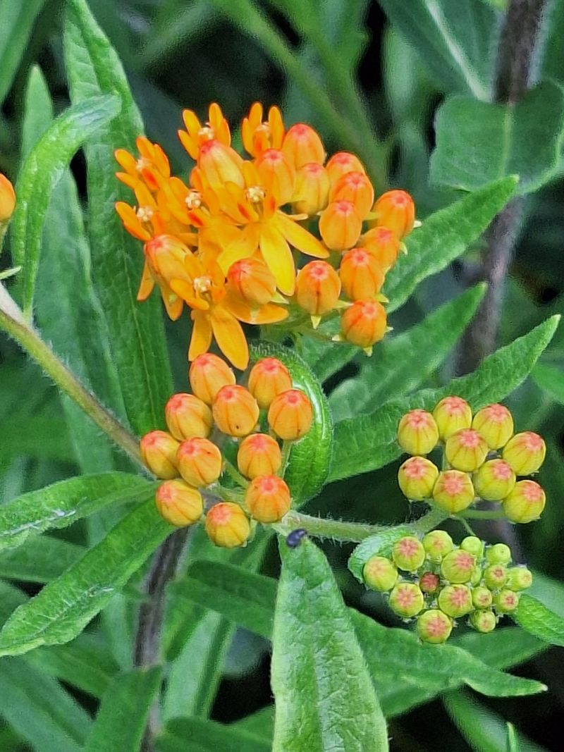 Give Orange Blooms Full Sun Give Orange Blooms Full Sun