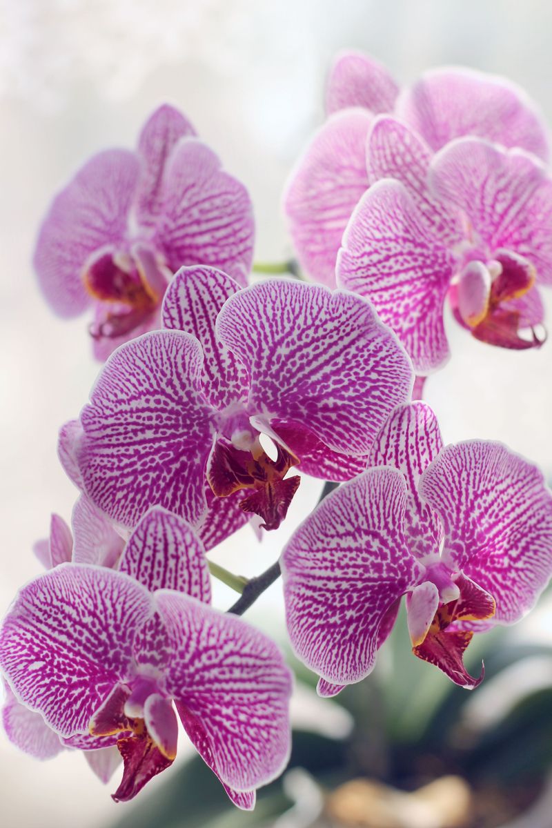 Give Orchids A Cooler Rest Period Give Orchids A Cooler Rest Period