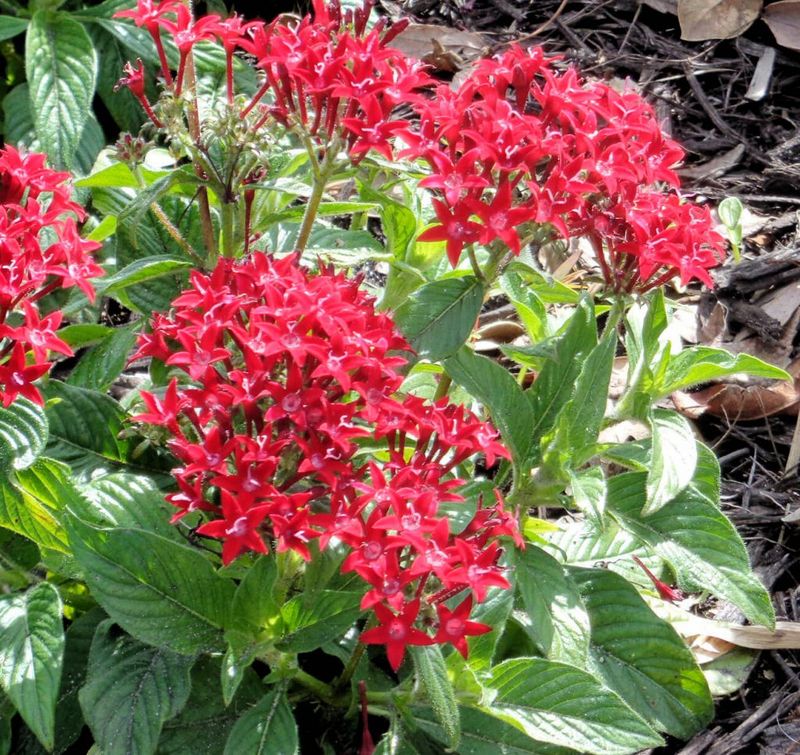 Give Pentas Plenty Of Sunlight