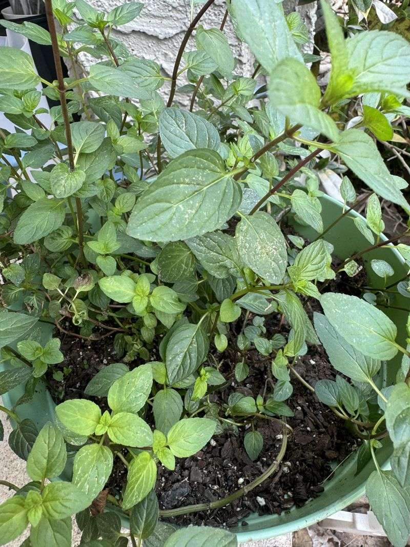 Give Peppermint Bright Light With Afternoon Relief