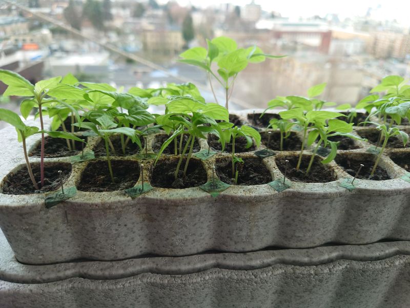 Give Peppers Their August Start Give Peppers Their August Start