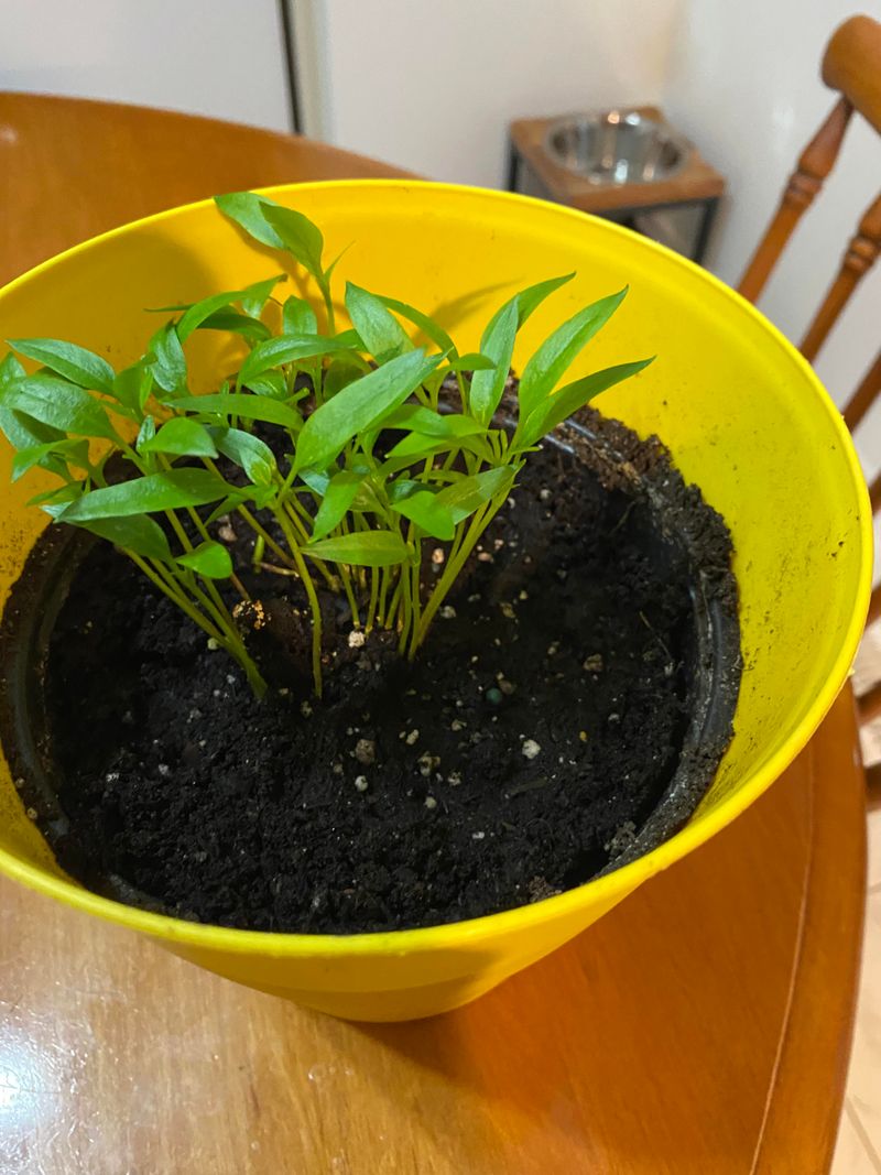 Give Peppers Their August Start
