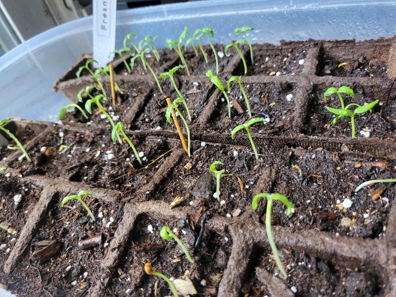Give Peppers Their Fall Head Start