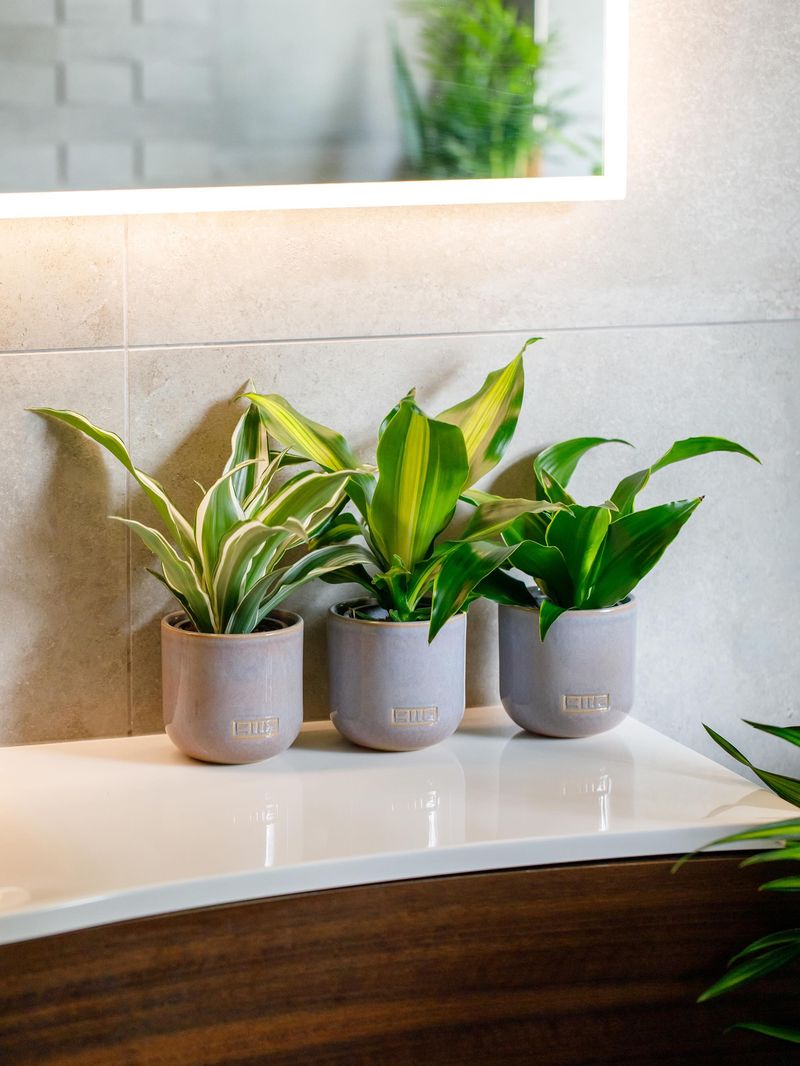 Give Plants A Good Indoor Spot Give Plants A Good Indoor Spot