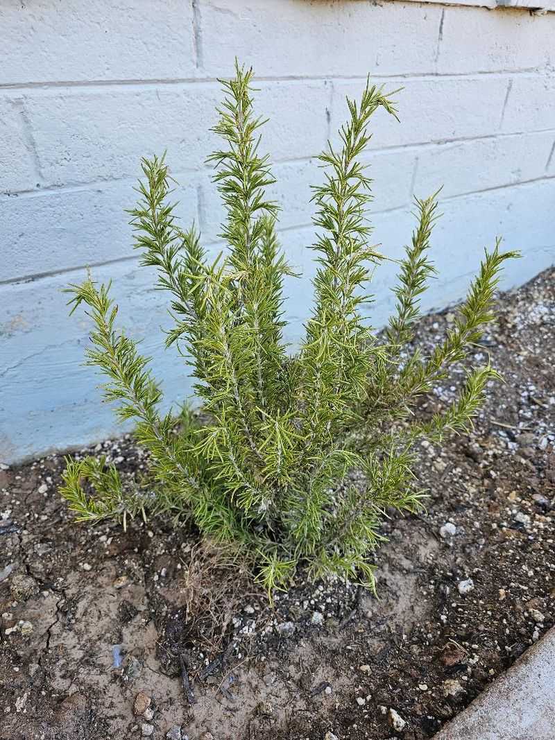 Give Plants Plenty Of Airflow After Summer Storms Give Plants Plenty Of Airflow After Summer Storms