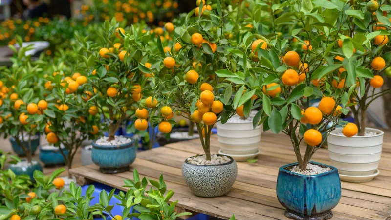 Give Potted Citrus A Real Windbreak Give Potted Citrus A Real Windbreak
