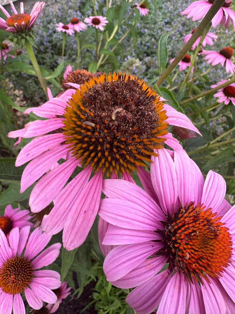 Give Purple Coneflower Open Sun
