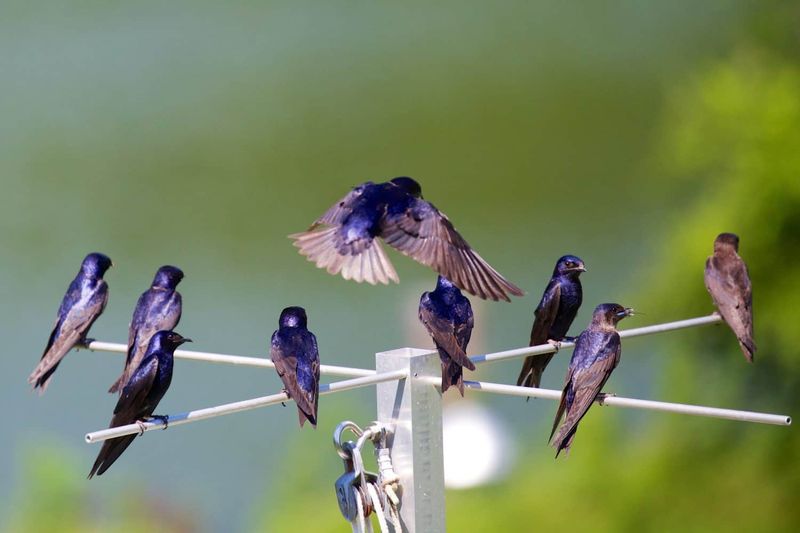 Give Purple Martins The Open Space They Love Give Purple Martins The Open Space They Love