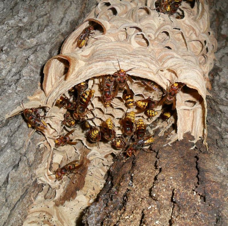 Give Quiet Burrows A Little Room Give Quiet Burrows A Little Room
