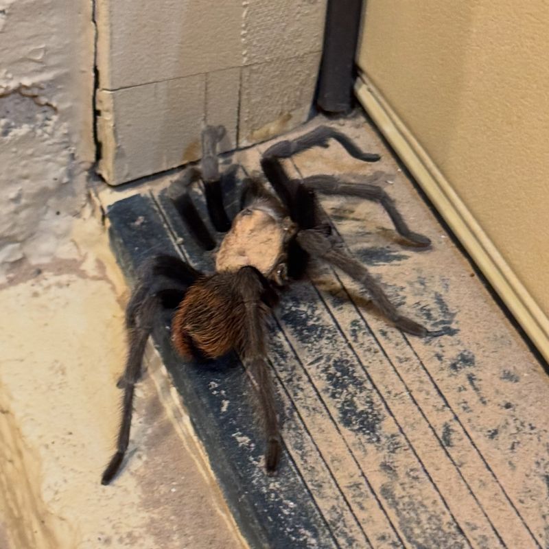 Give Roaming Tarantulas Space To Move On Their Own