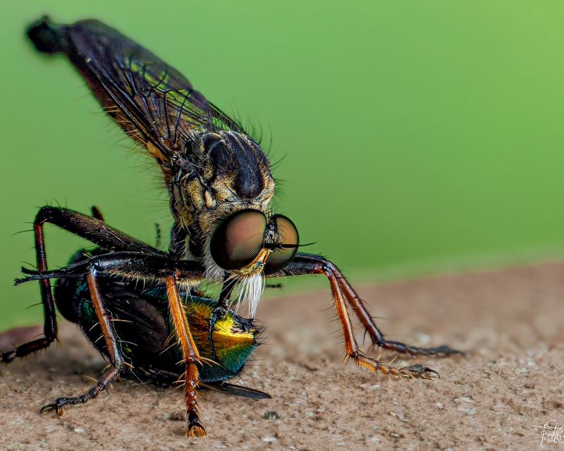 Give Robber Flies Space To Keep Hunting Give Robber Flies Space To Keep Hunting